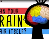 TED Ed - Could your brain repair itself? - Ralitsa Petrova