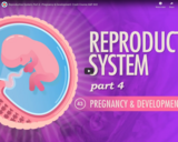 Reproductive System, part 4 - Pregnancy & Development: Crash Course A&P #43