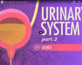 Urinary System, part 2: Crash Course A&P #39