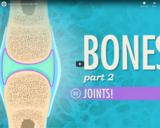 Joints: Crash Course A&P #20