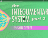 The Integumentary System, Part 2 - Skin Deeper: Crash Course A&P #7