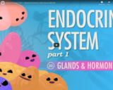 Endocrine System, part 1 - Glands & Hormones: Crash Course A&P #23