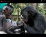 WSF - What Bonobos Can Teach Us