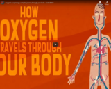 TED Ed - OxygenÃ¢â‚¬â„¢s surprisingly complex journey through your body - Enda Butler