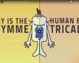 TED Ed - Why are human bodies asymmetrical? - Leo Q. Wan