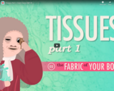 Tissues, Part 1: Crash Course A&P #2