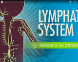 Lymphatic System: Crash Course A&P #44