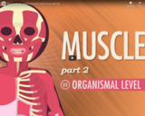 Muscles, part 2 - Organismal Level: Crash Course A&P #22