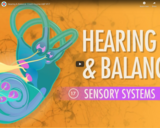 Hearing & Balance: Crash Course A&P #17