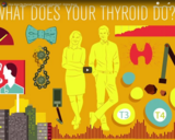 TED Ed - How does the thyroid manage your metabolism? - Emma Bryce