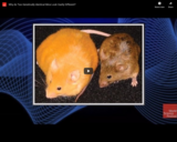 WSF - Why do Two Genetically Identical Mice Look Vastly Different?