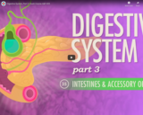 Digestive System, part 3: Crash Course A&P #35