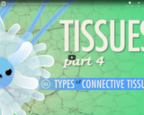 Tissues, Part 4 - Types of Connective Tissues: Crash Course A&P #5