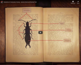 TED Ed - Mysteries of vernacular: Earwig - Jessica Oreck and Rachael Teel