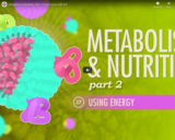 Metabolism & Nutrition, part 2: Crash Course A&P #37