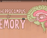 TED Ed - What happens when you remove the hippocampus? - Sam Kean