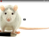 WSF - What is Sleep? - How Scientists Know Rats Make Memories