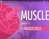 Muscles, part 1 - Muscle Cells: Crash Course A&P #21