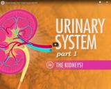 Urinary System, part 1: Crash Course A&P #38