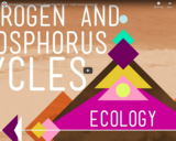 Nitrogen & Phosphorus Cycles: Always Recycle! Part 2 - Crash Course Ecology #9