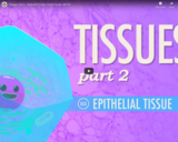 Tissues, Part 2 - Epithelial Tissue: Crash Course A&P #3