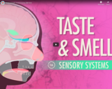 Taste & Smell: Crash Course A&P #16