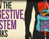 TED Ed - How your digestive system works - Emma Bryce