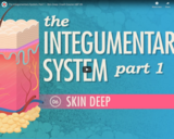 The Integumentary System, Part 1 - Skin Deep: Crash Course A&P #6