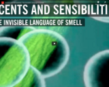 WSF - Scents and Sensibilities: The Invisible Language of Smell