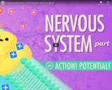 The Nervous System, Part 2 - Action! Potential!: Crash Course A&P #9