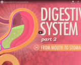 Digestive System, part 2: Crash Course A&P #34