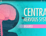 Central Nervous System: Crash Course A&P #11