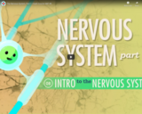 The Nervous System, Part 1: Crash Course A&P #8