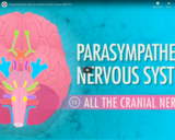 Parasympathetic Nervous System: Crash Course A&P #15