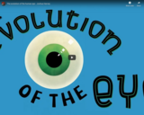 TED Ed - The evolution of the human eye - Joshua Harvey