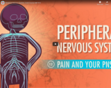 Peripheral Nervous System: Crash Course A&P #12