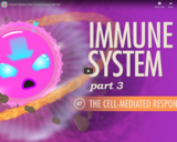 Immune System, part 3: Crash Course A&P #47