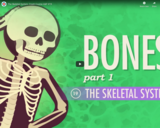 The Skeletal System: Crash Course A&P #19