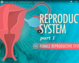 Reproductive System, part 1 - Female Reproductive System: Crash Course A&P #40