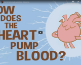 TED Ed - How the heart actually pumps blood - Edmond Hui