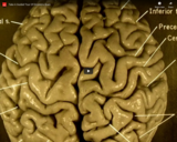 WSF - Take A Guided Tour Of Einstein's Brain