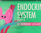 Endocrine System, part 2 - Hormone Cascades: Crash Course A&P #24