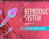 Reproductive System, part 3 - Sex & Fertilization: Crash Course A&P #42