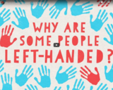 TED Ed - Why are some people left-handed? - Daniel M. Abrams