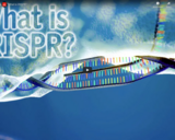 WSF - What Is CRISPR?