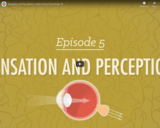 Sensation & Perception - Crash Course Psychology #5