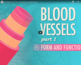 Blood Vessels, part 1 - Form and Function: Crash Course A&P #27