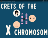 TED Ed - Secrets of the X chromosome - Robin Ball