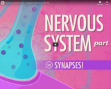 The Nervous System, Part 3 - Synapses!: Crash Course A&P #10