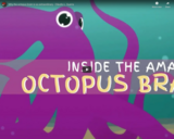 TED Ed - Why the octopus brain is so extraordinary - ClÃƒÂ¡udio L. Guerra